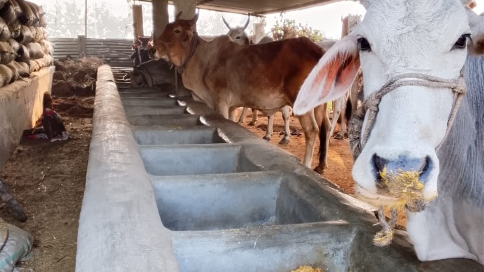 Gaushala Service